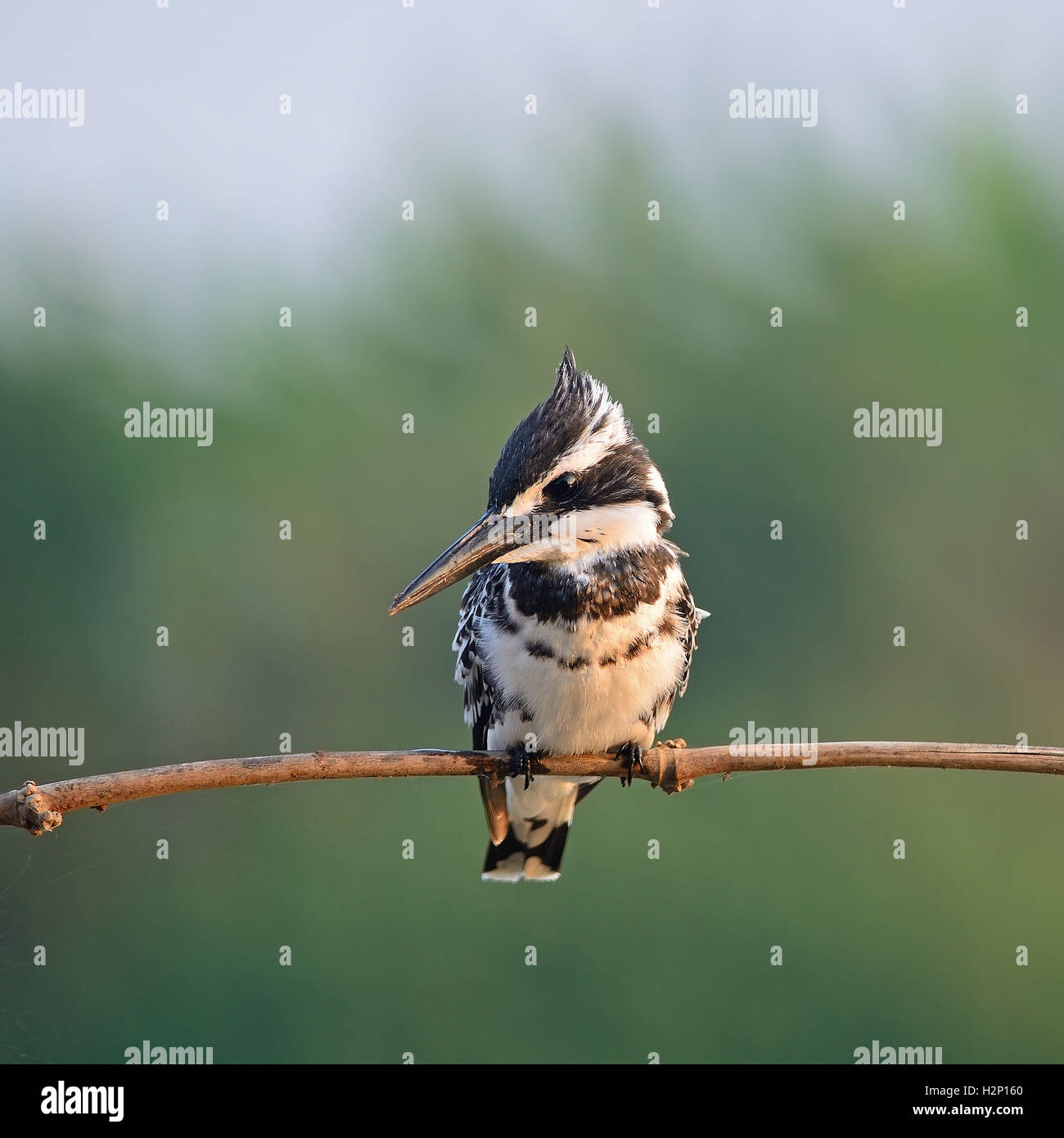 männliche Pied Kingfisher Stockfoto