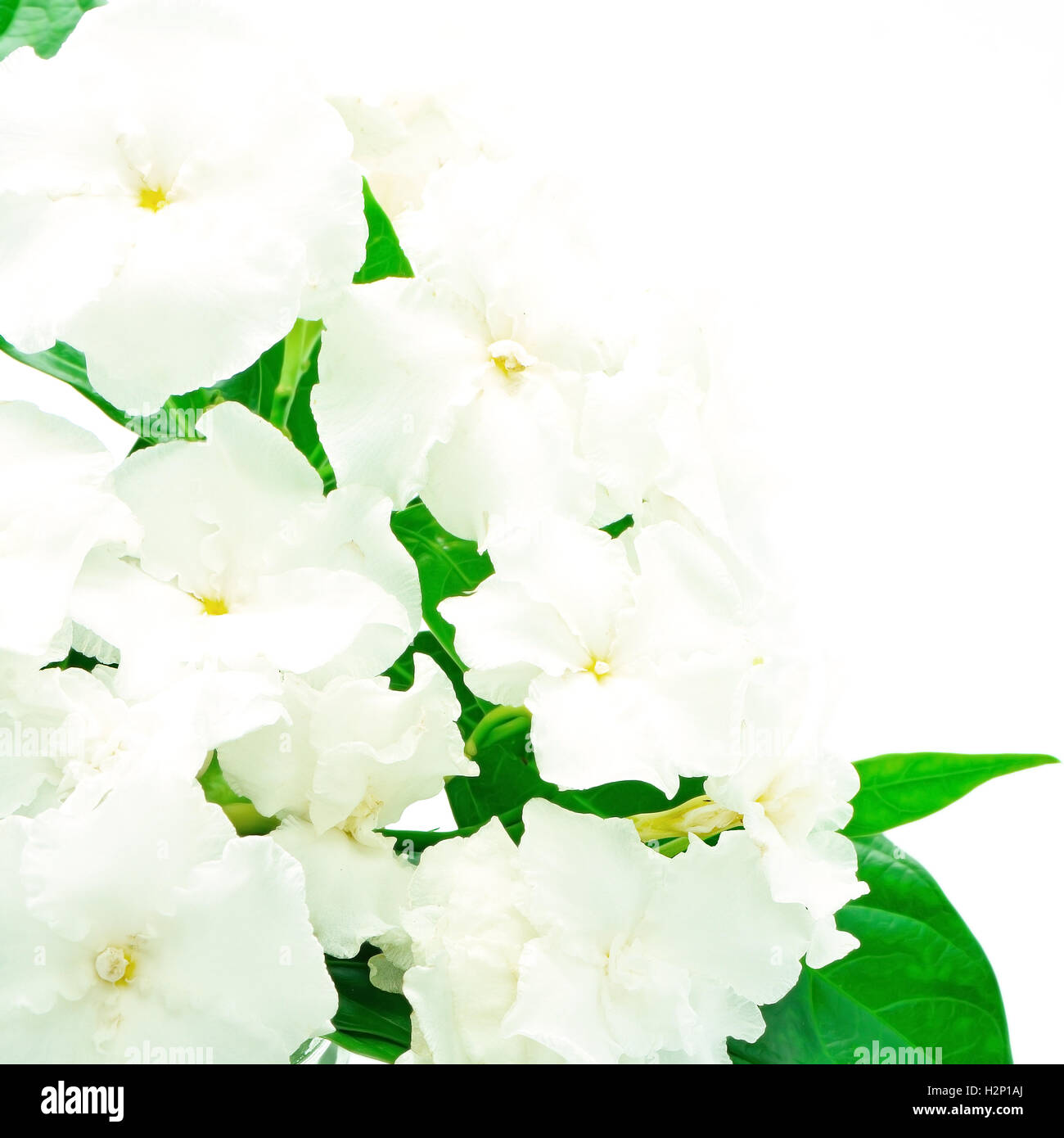 Crêpe-Jasmin Stockfoto