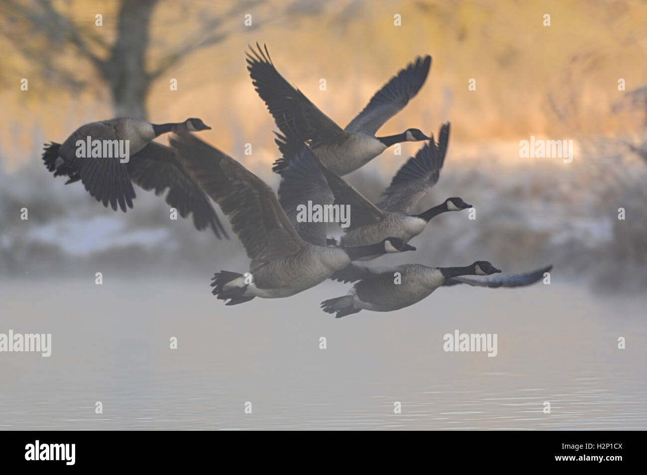 Kanadagänse ( Branta canadensis ), Schwärme im Flug, verlassen ihre schlafenden Gewässer, frühmorgens im Winter, bei Tagesanbruch, Tierwelt, Europa. Stockfoto