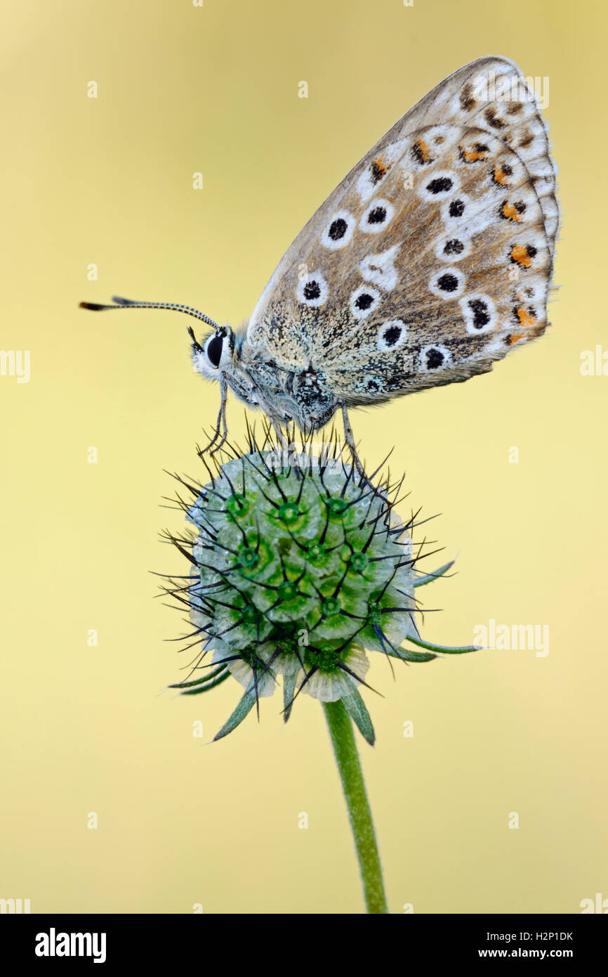 Adonis Blue / Himmelblauer Bläuling ( Polyommatus bellargus ), Nahaufnahme, Seitenansicht, ruhender Schmetterling, gemein, Kalkgras, Wildtiere, Europa. Stockfoto