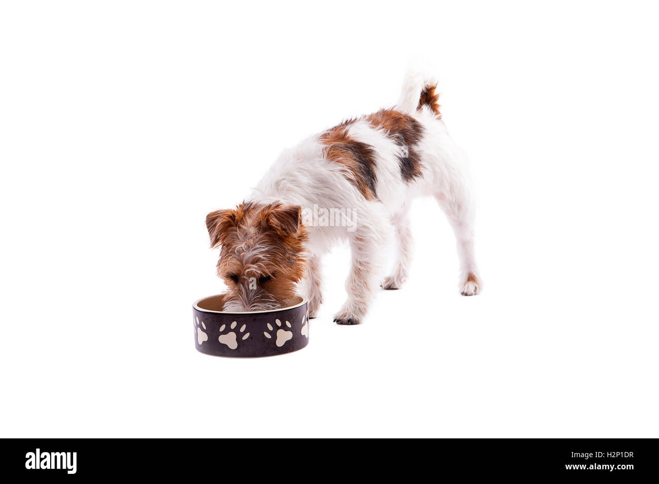 Hund Schüssel hungrigen Mahlzeit essen Stockfoto