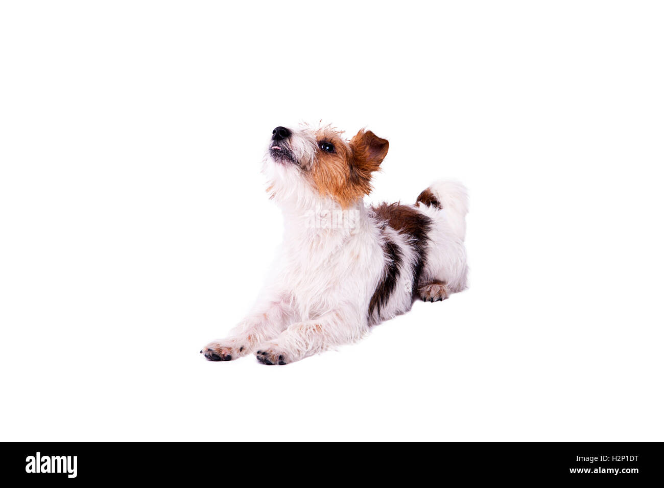 schöne, süße Hund Jack Russell Terrier mit Freude in die Kamera sieht und lächelnd. Kichern. Trick. emotionale Tier Stockfoto