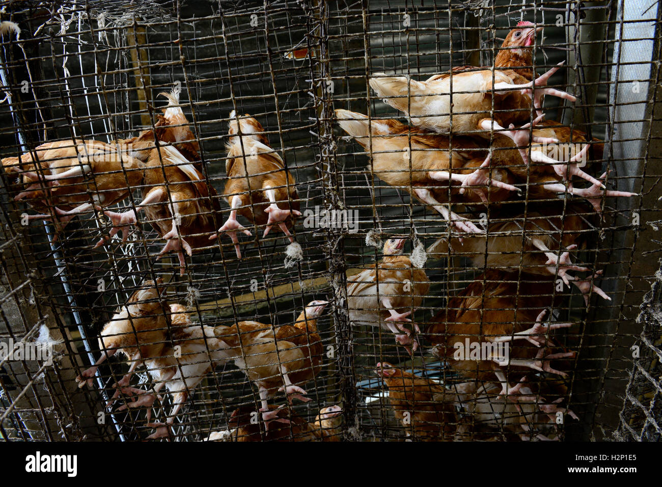 Oyo State, NIGERIA, Ibadan, Dorf Ilora, Ei-Schicht Henne in Käfigen zu halten / Eierproduktion, Legehennenhaltung in Kaefigen Stockfoto