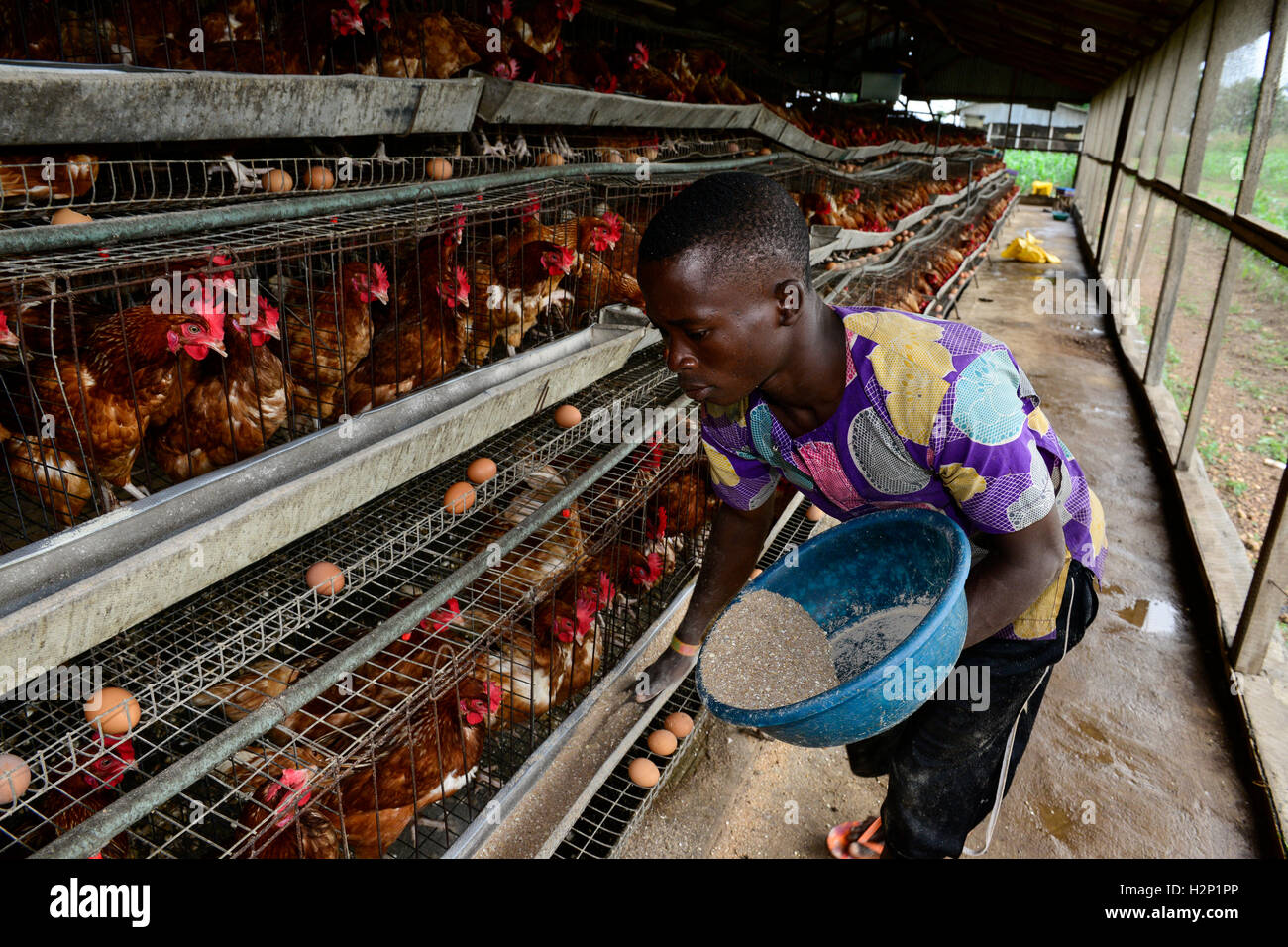 Oyo State, NIGERIA, Ibadan, Dorf Ilora, Ei Schicht Henne halten in Käfigen, Fütterung mit speziellen Futter / Eierproduktion, Legehennenhaltung in Kaefigen, Fuetterung Mit Kraftfutter Stockfoto