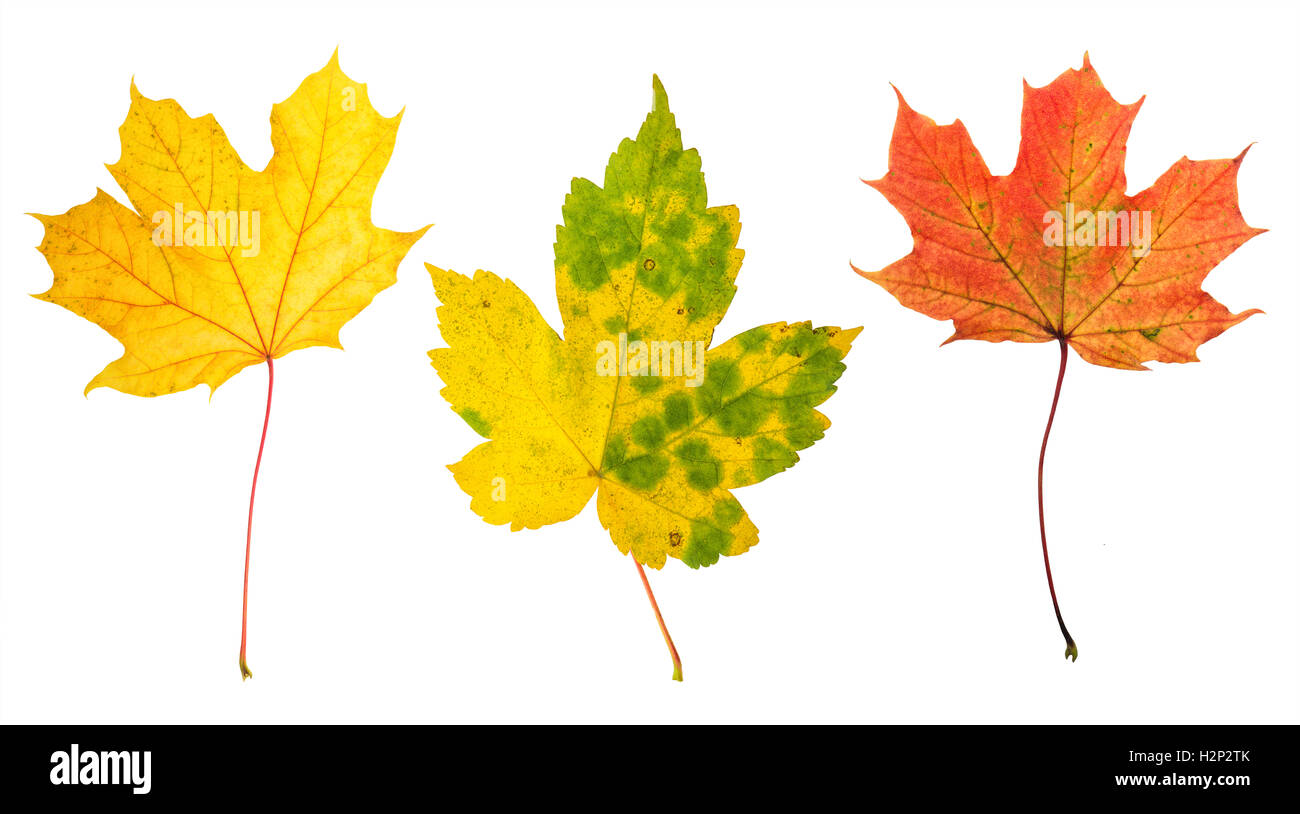 Ahornblätter im Herbst rot, grün und gelb isoliert auf weißem Hintergrund Stockfoto