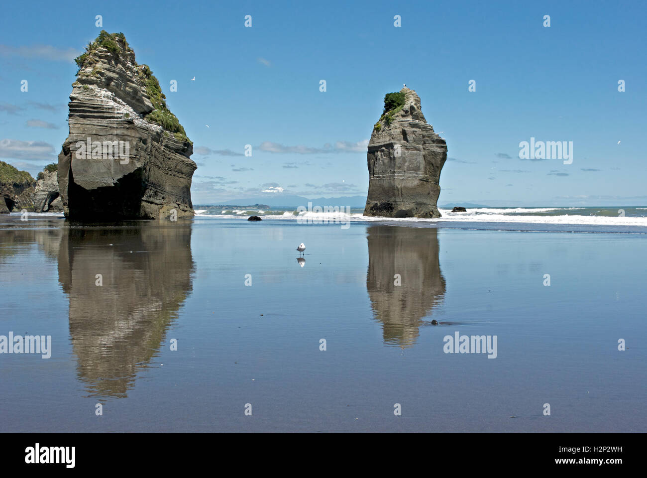 Eine einsame Möwe steht zwischen der Reflexion der drei Schwestern Felsen in North Taranaki, Neuseeland. Stockfoto