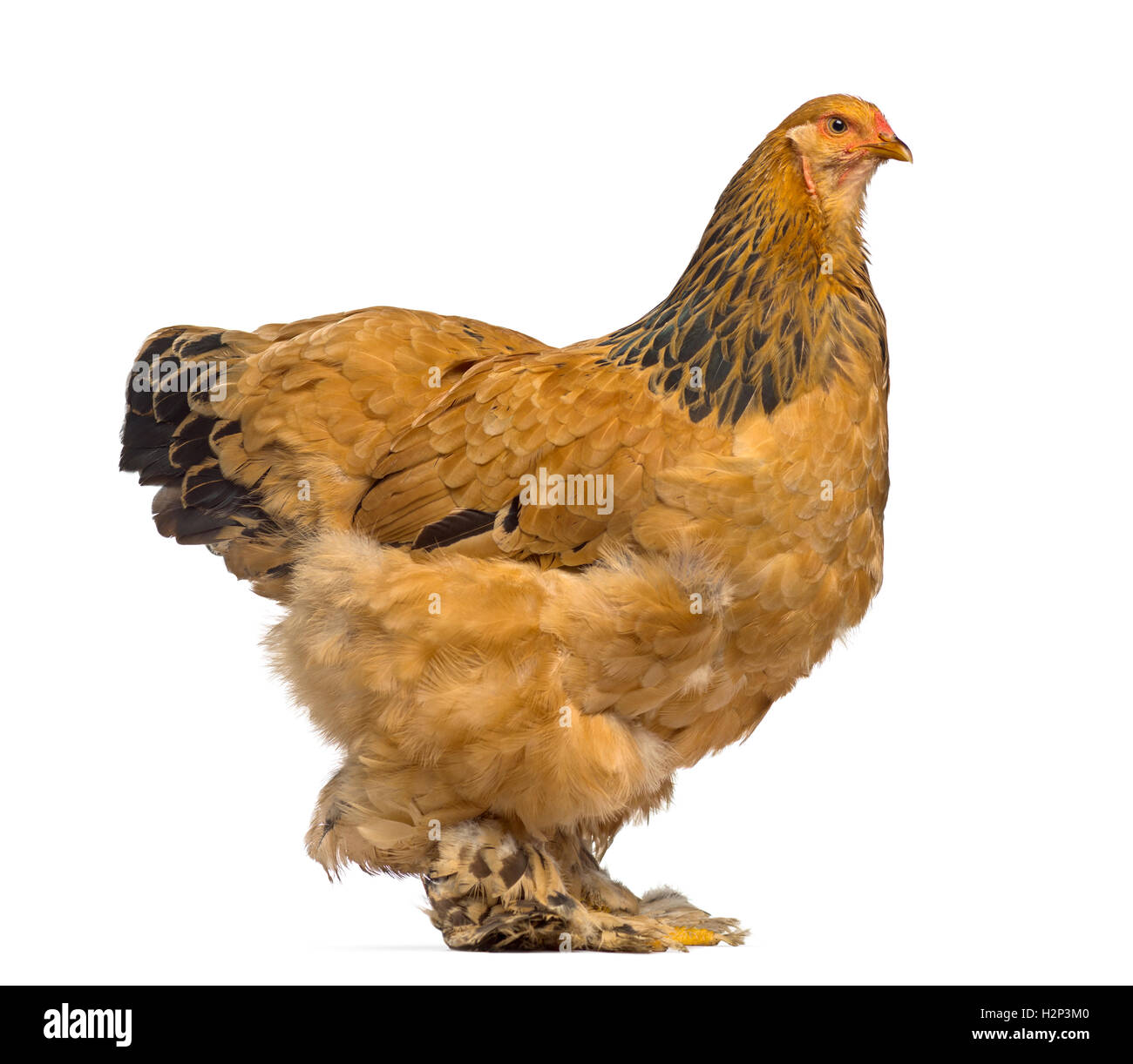Seitenansicht des Brahma Huhn isoliert auf weiss Stockfoto
