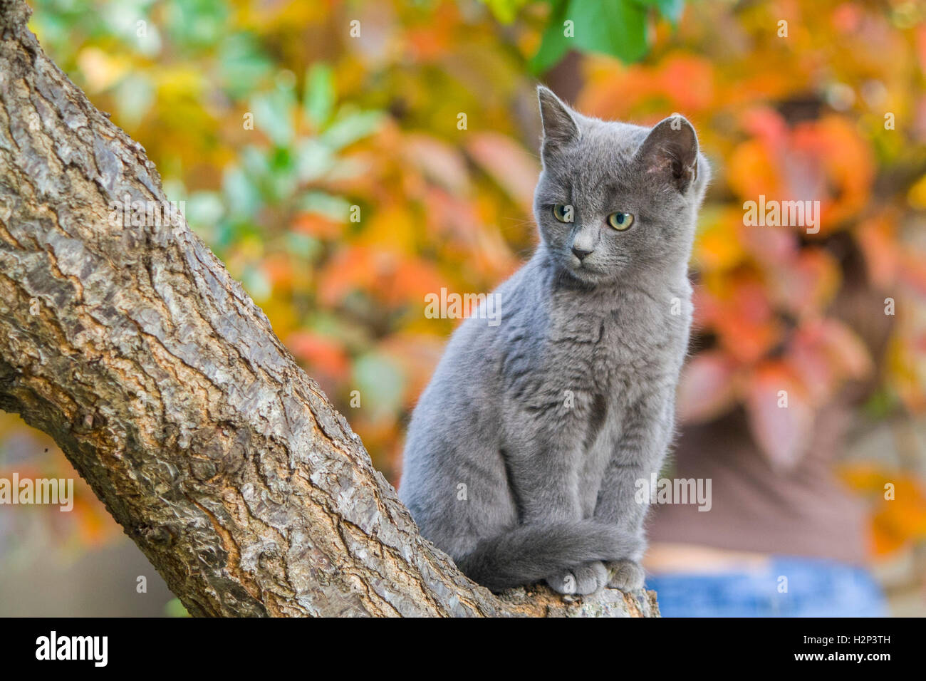Kätzchen auf einem Baum. Herbst Hintergrund Stockfoto
