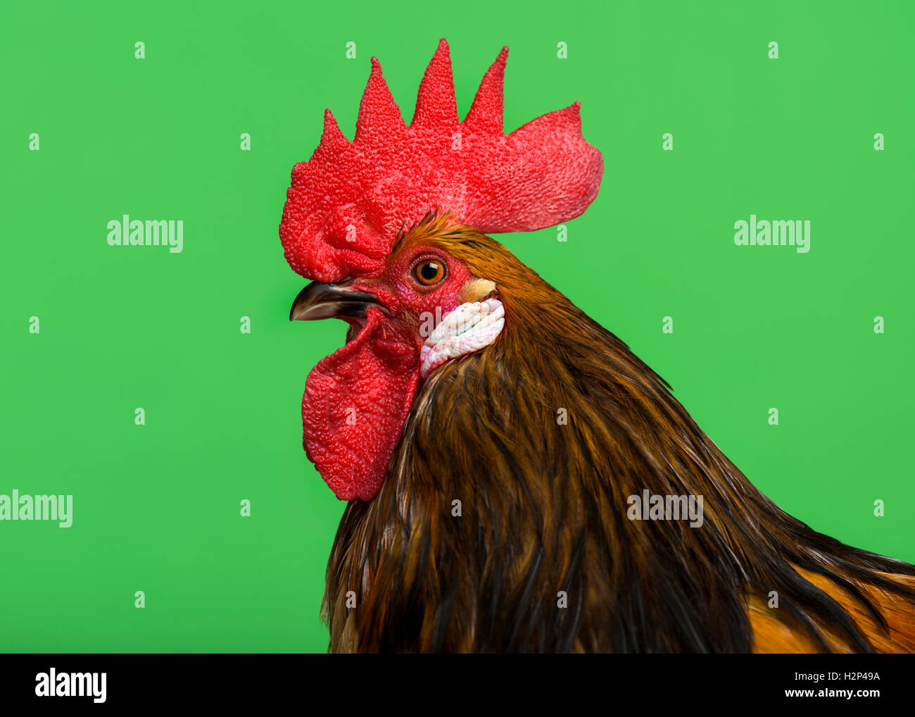 Cose-Up von einem Bassette Hahn vor grünem Hintergrund Stockfoto