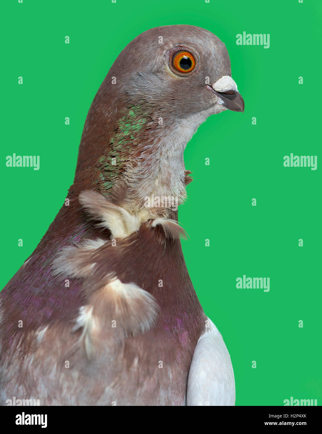 Seitenansicht eines italienischen Eule Taube vor grünem Hintergrund Stockfoto