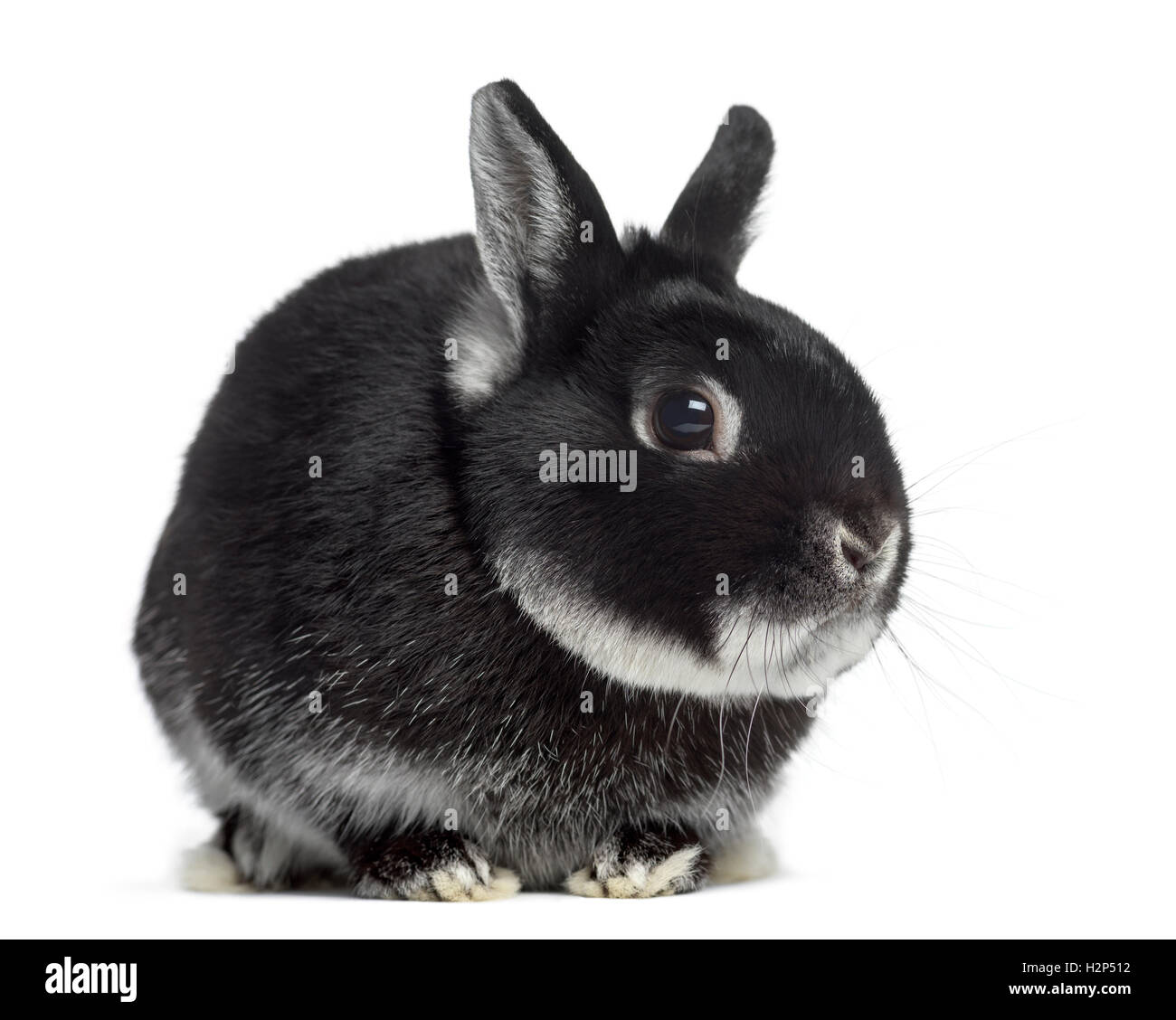 Seitenansicht der ein Zwerg-Kaninchen isoliert auf weiss Stockfoto