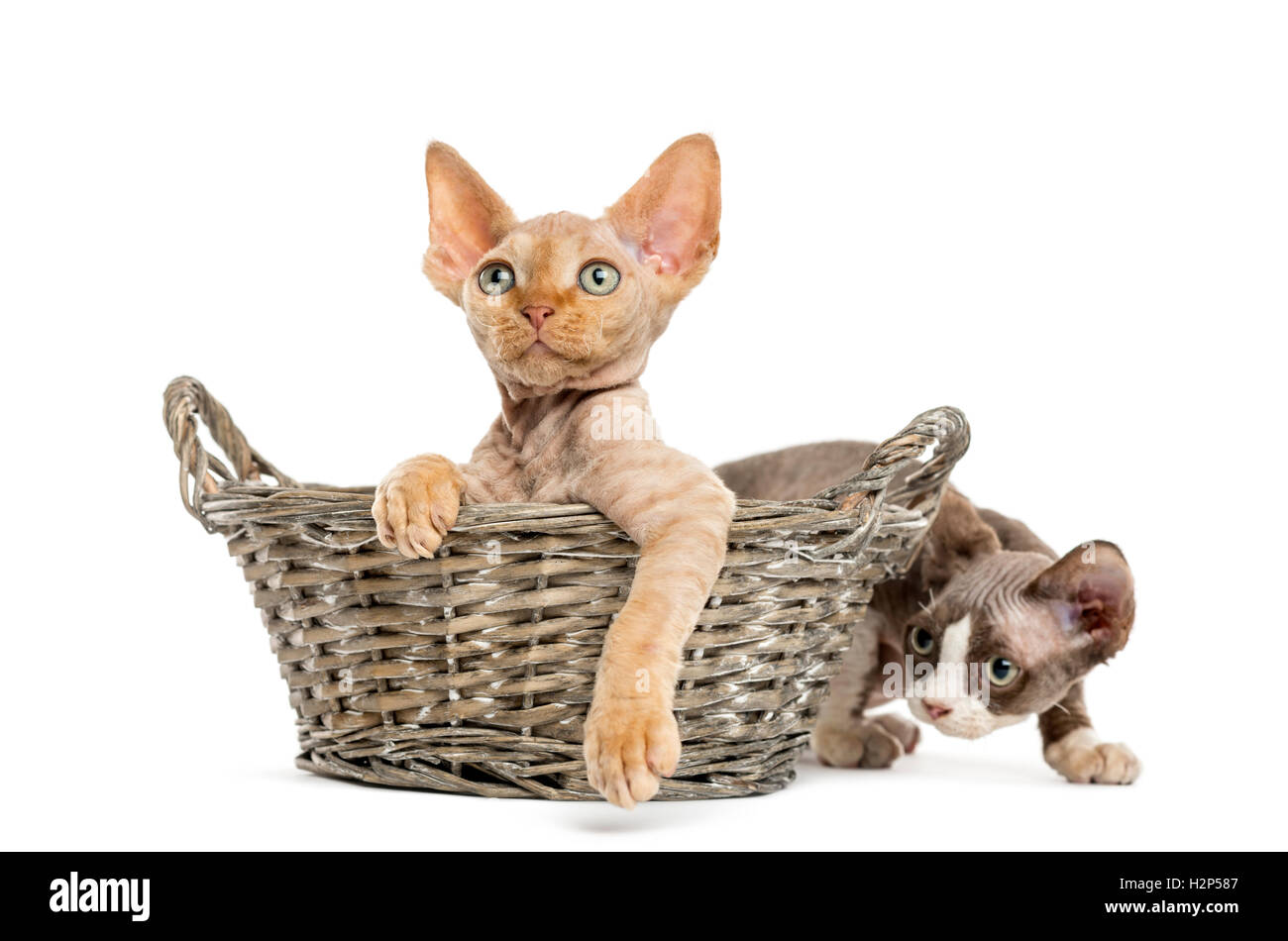 Zwei Devon Rex Kätzchen spielen entspannt in einem Weidenkorb, isoliert auf weiss Stockfoto