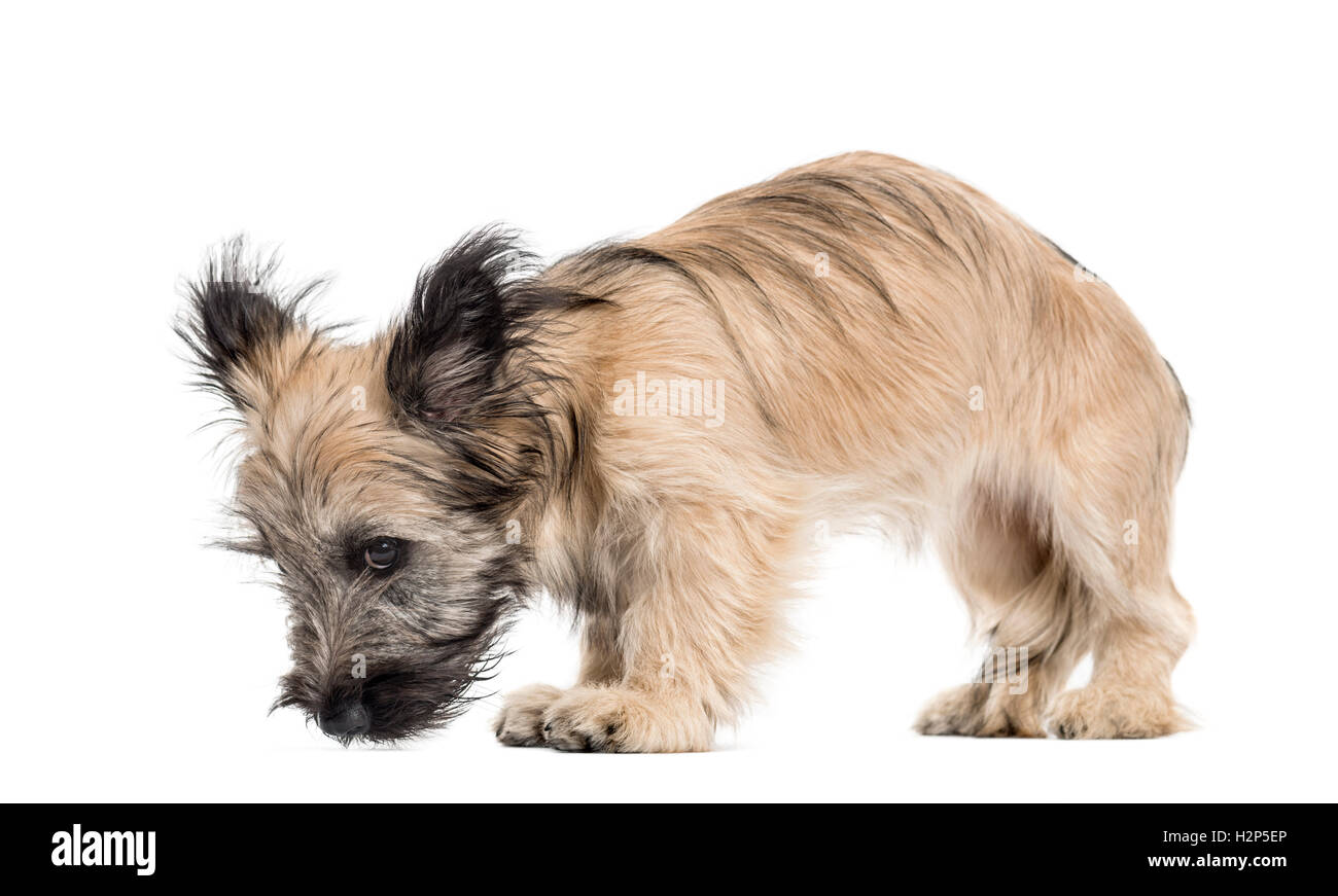 Skye Terrier Hund blickte auf weiß isoliert Stockfoto