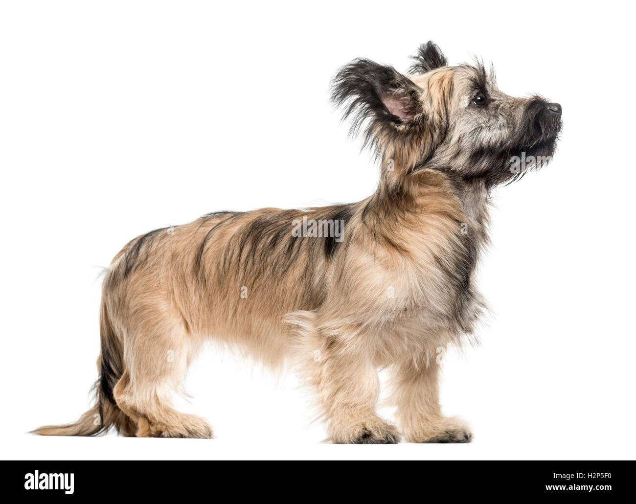 Seitenansicht eines Skye Terrier Hund nachschlagen auf weiß isoliert Stockfoto