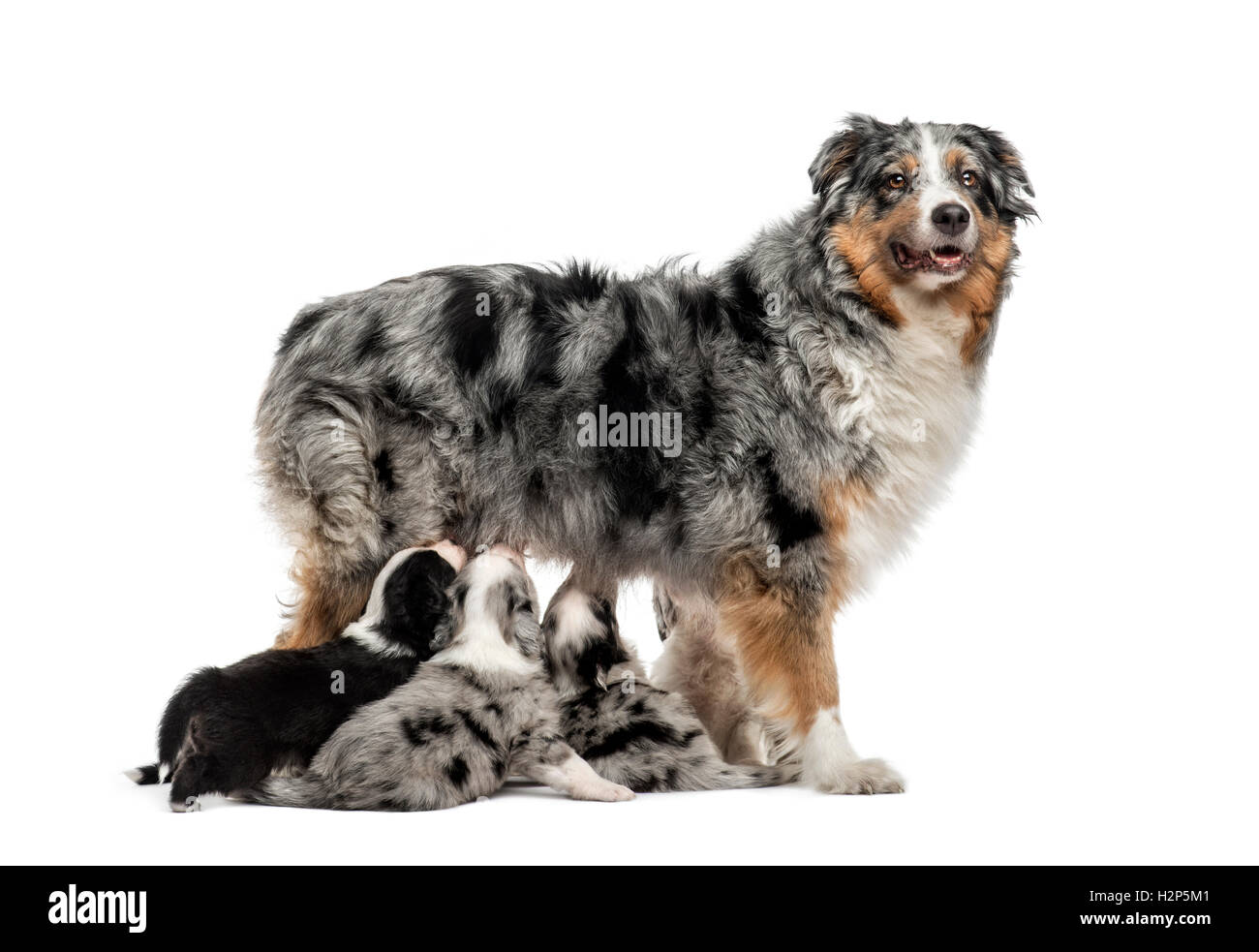 Australian Shepherd Mutter und ihr kreuzen Welpen füttern isoliert auf weiss Stockfoto