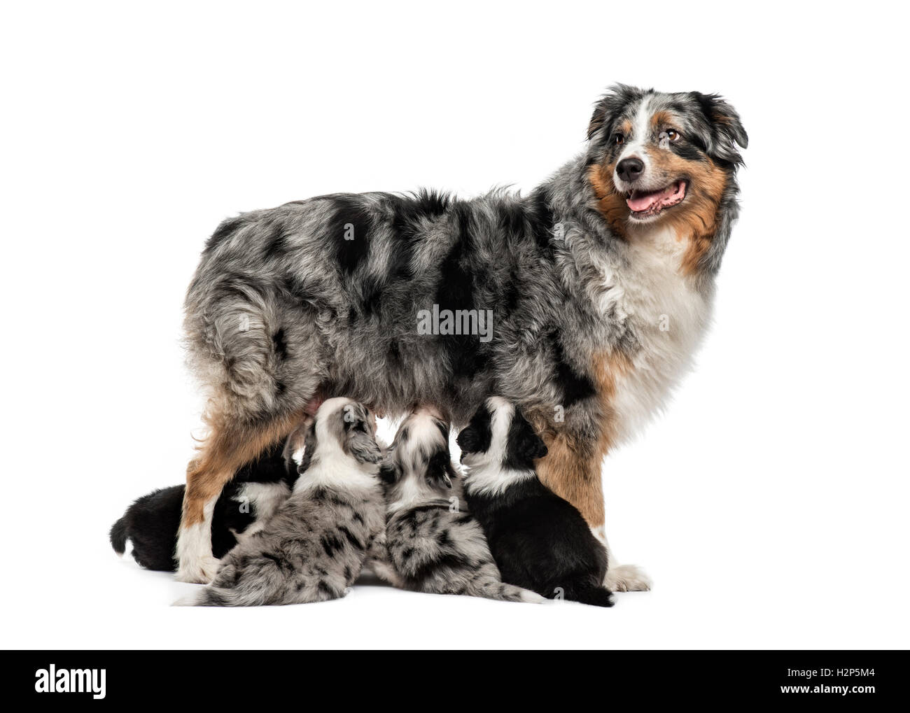 Australian Shepherd Mutter und ihr kreuzen Welpen füttern isoliert auf weiss Stockfoto