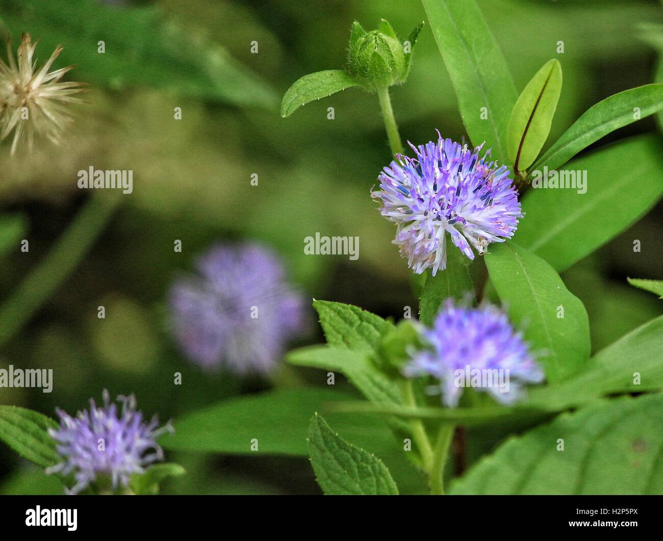 Wilde blaue Blüte. Indigo Schatten des violetten Gradienten. Unglaubliche Details sichtbar. Makro-Fotografie. Idealer Ort für den Tourismus. Stockfoto