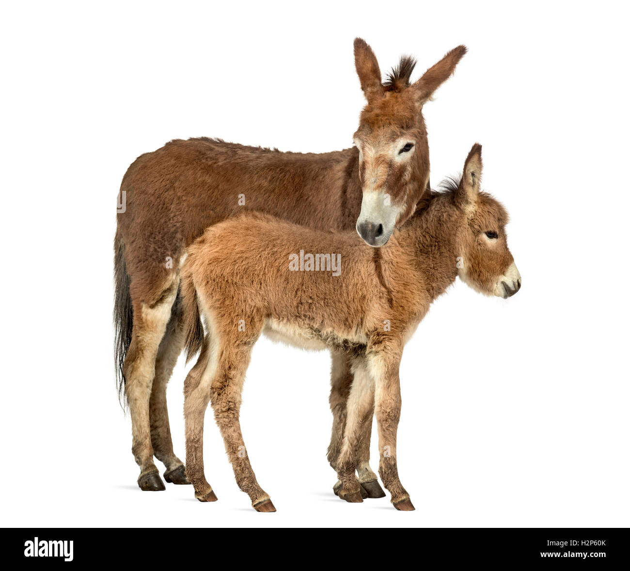 Mutter Provence Esel und ihr Fohlen isoliert auf weiss Stockfoto