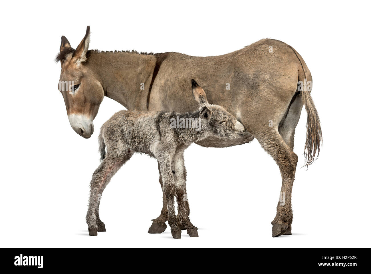 Mutter Provence Esel und ihre Fohlen Fütterung isoliert auf weiss Stockfoto