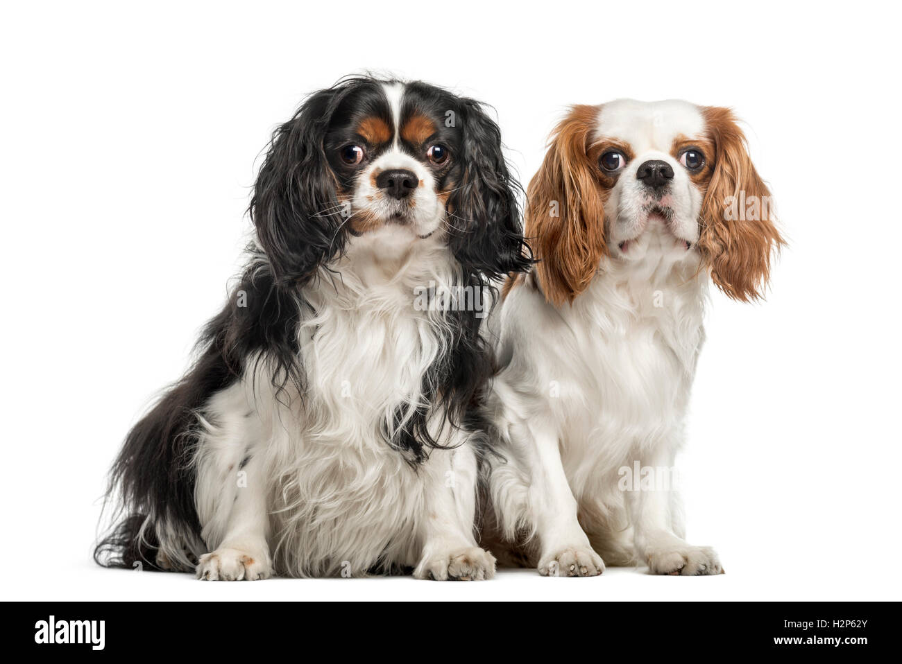 Zwei Cavalier King Charles Spaniels, 5 und 4 Jahre alt, sitzen zusammen, isoliert auf weiss Stockfoto