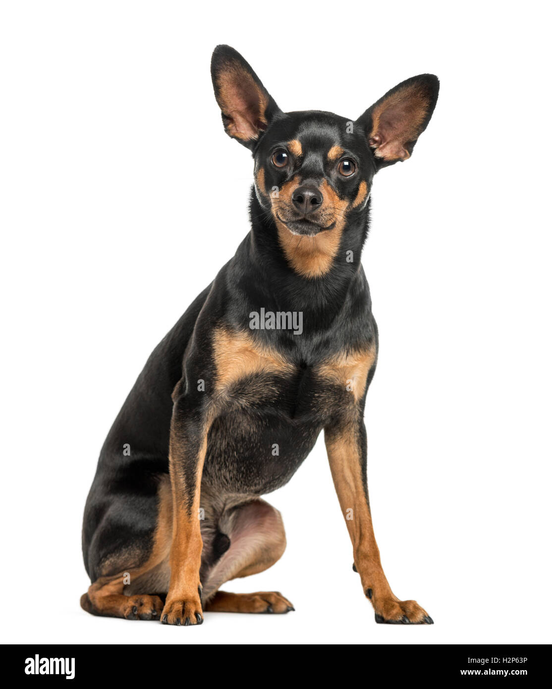 Deutsche Pinscher, 2 Jahre alt, sitzen und Blick in die Kamera, isoliert auf weiss Stockfoto
