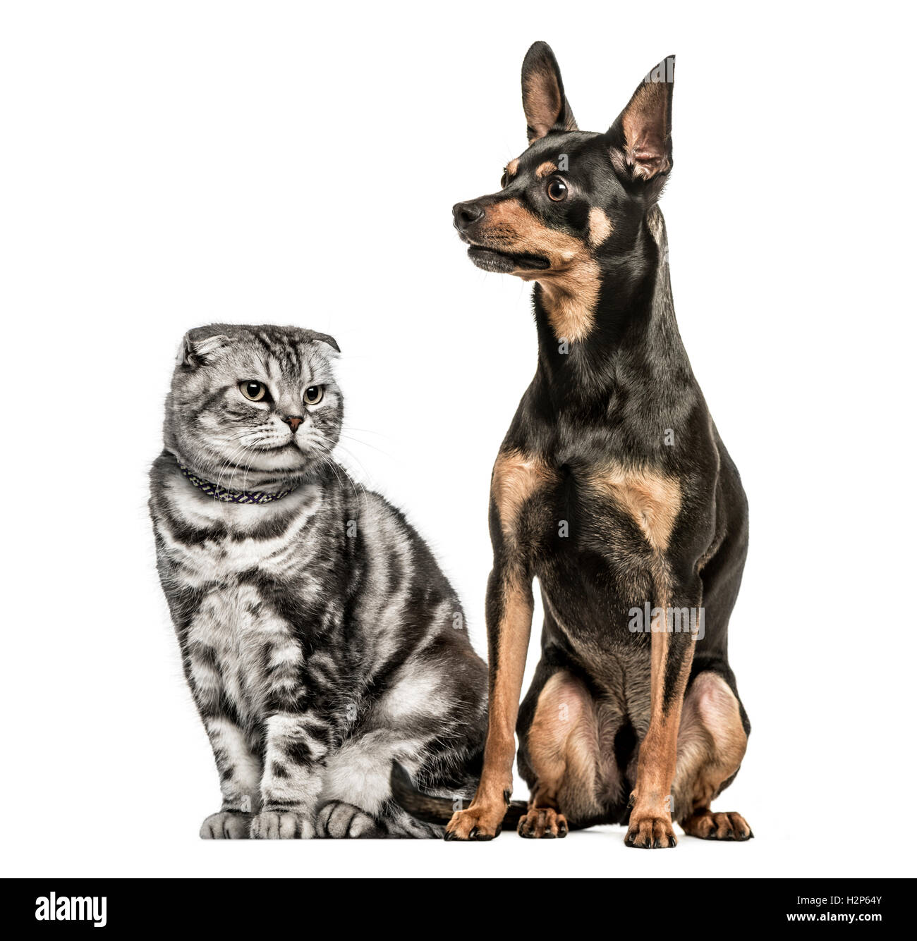 Scottish Fold und Deutsche Pinscher zusammensitzen, isoliert auf weiss Stockfoto