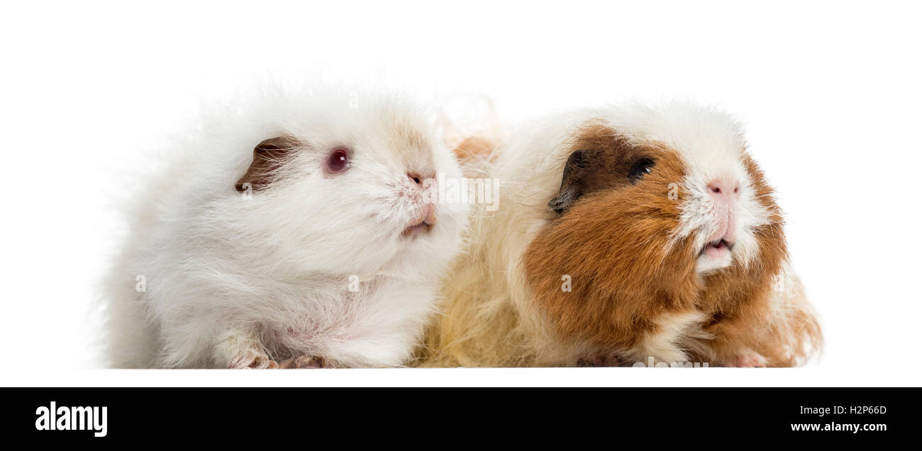 Zwei Meerschweinchen zusammenstehen, 4 und 3 Jahre alt, isoliert auf weiss Stockfoto
