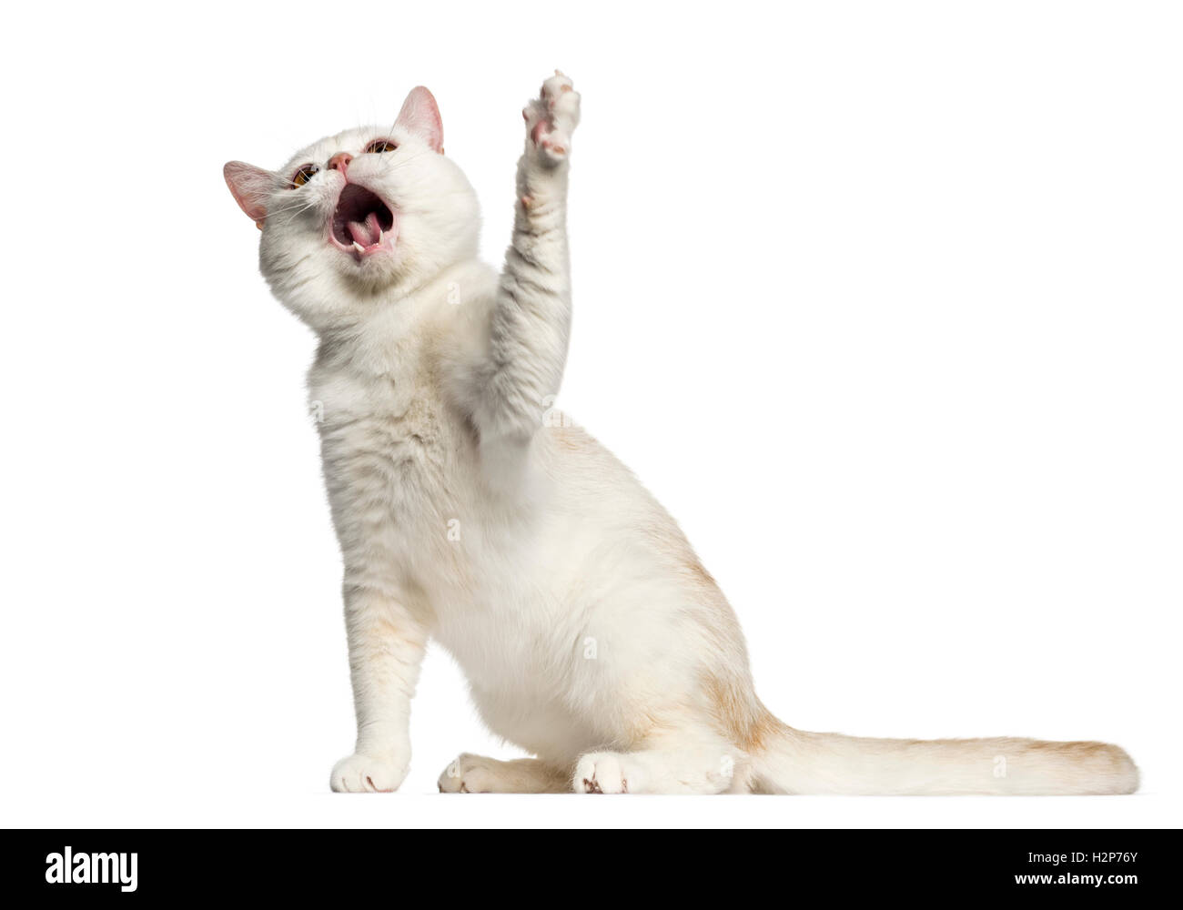 Seitliche Sicht auf eine Britisch Kurzhaar Katze sitzen und spielen auf weiß isoliert Stockfoto