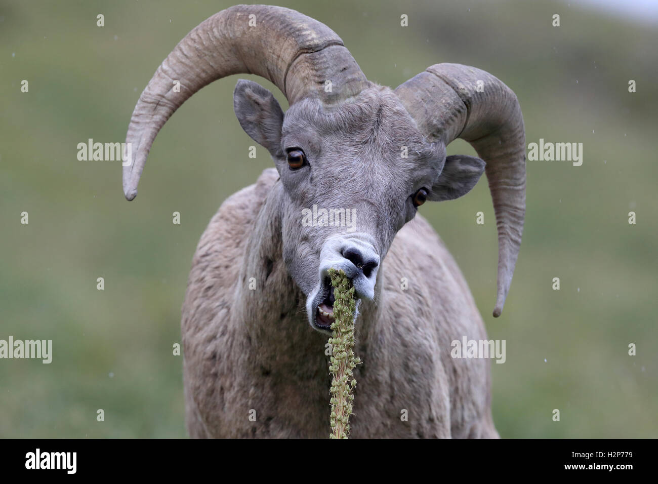 Bighorn sheep Glacier National Park, Montana USA Stockfoto