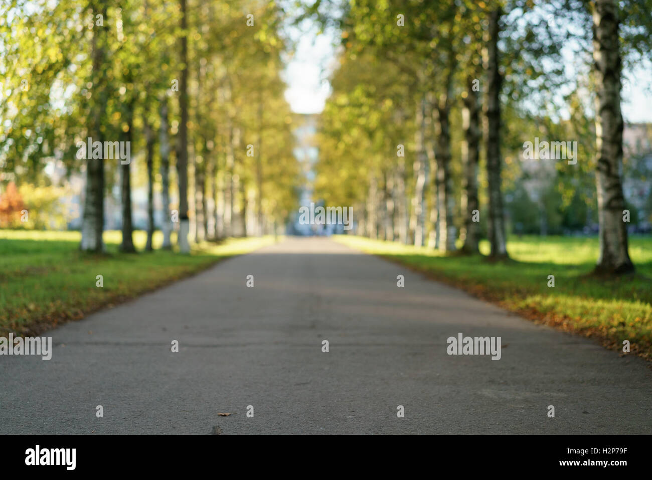 Bodenhöhe Foto Birken-Allee im Herbst Stockfoto