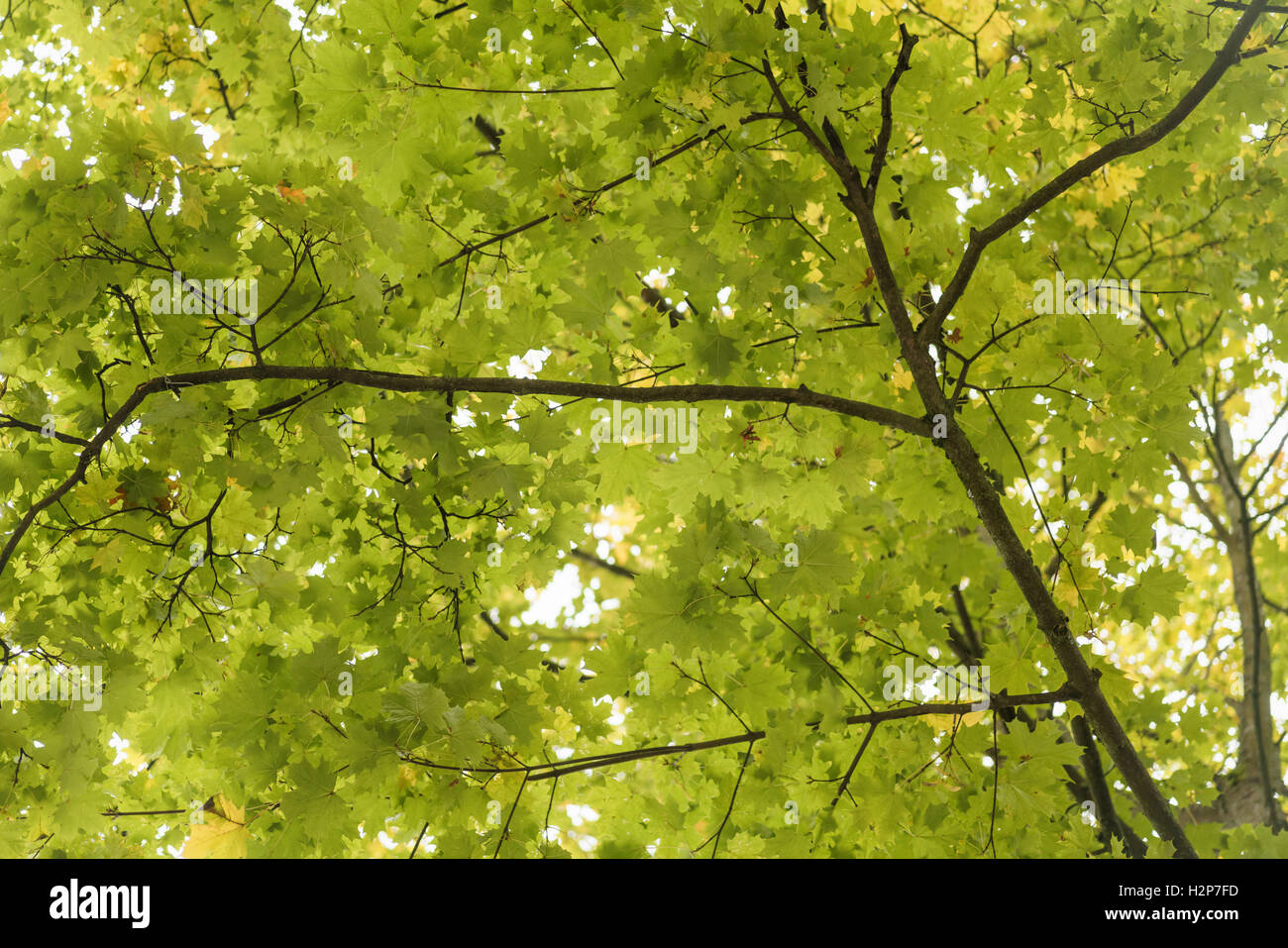 gelbe Ahornblätter Hintergrund Stockfoto