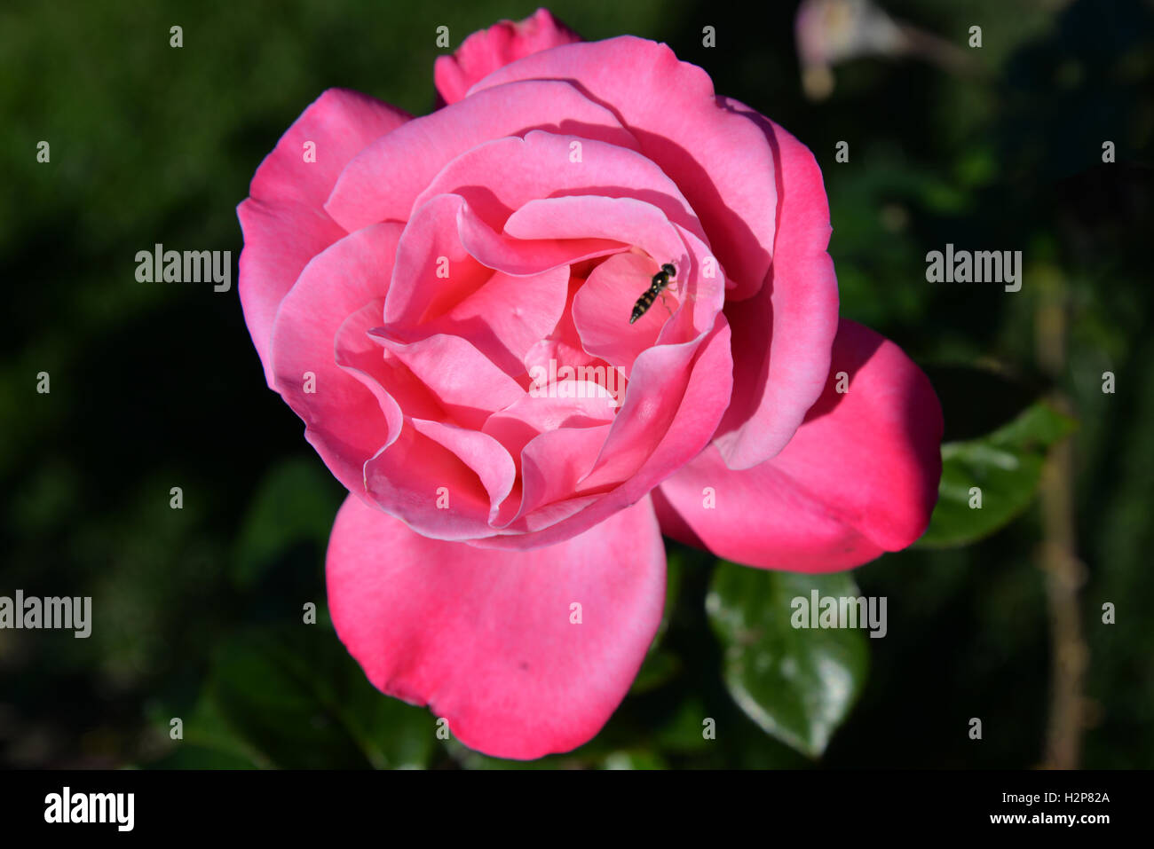 Genf (Schweiz) - stieg A La Grange Park Stockfoto