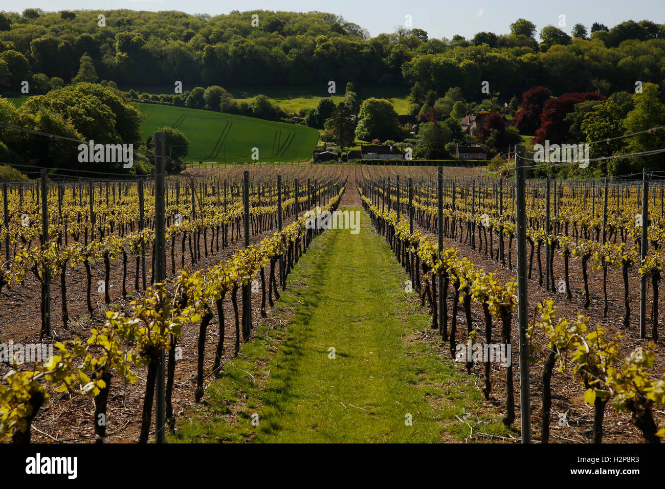 Dieses Jahr kommen Reben ins Blatt am Hambledon Weinberg befindet sich auf der South Downs in der Nähe von Waterlooville in Hampshire 20. Mai 2015. Stockfoto