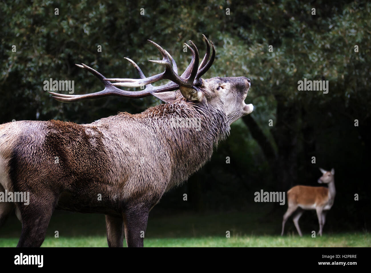 Eine männliche Hirsche im Vordergrund mit seinen mächtigen Hörnern. Mit der Mund strahlt das klassische Dröhnen in der Paarungszeit. Stockfoto