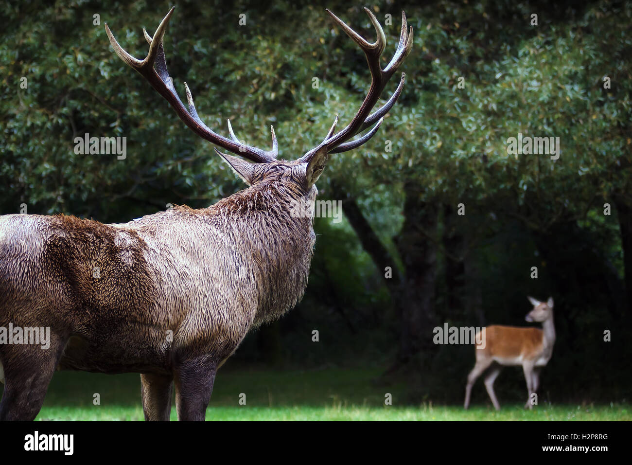 Eine männliche Hirsche im Vordergrund mit seinen mächtigen Hörnern. Im Hintergrund eine weibliche Hirsche am Rande des Waldes. Stockfoto