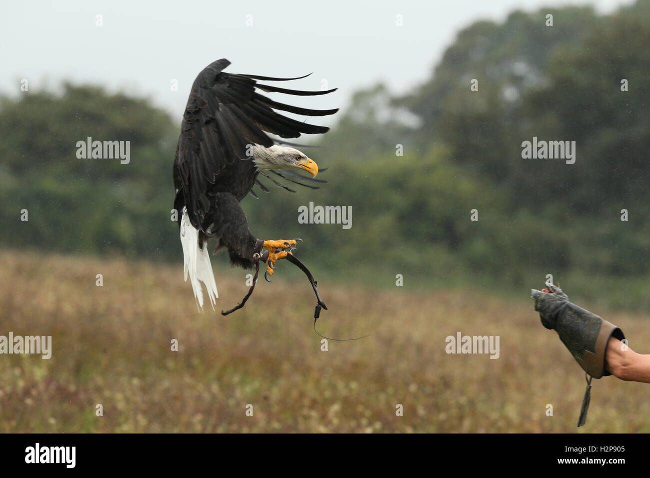 Nahaufnahme von einem Weißkopfseeadler Landung auf ein Falkner-Handschuh im Regen Stockfoto