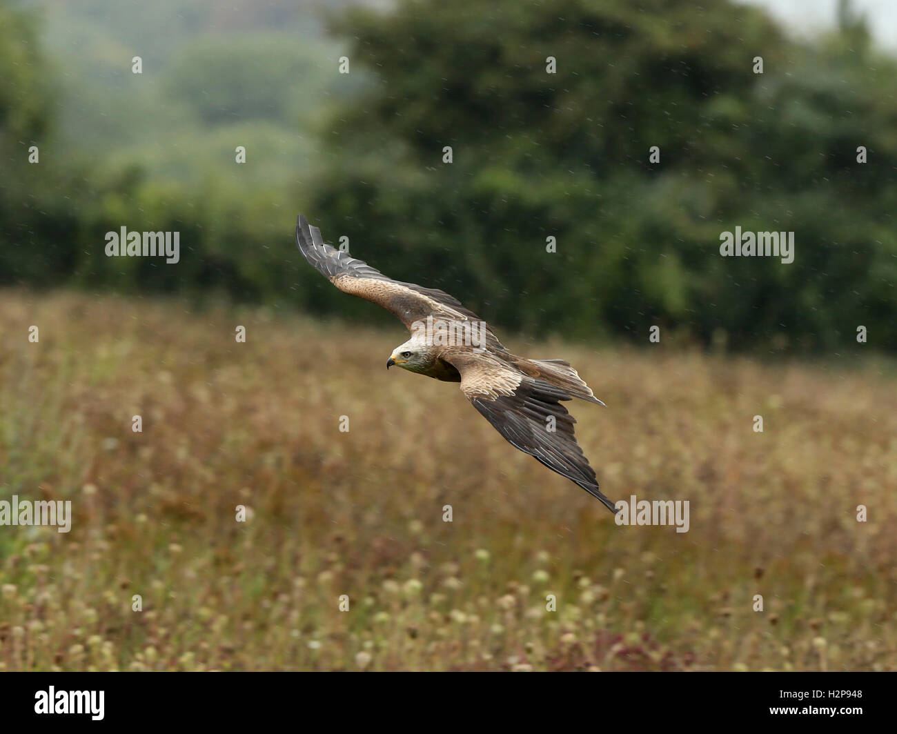 Nahaufnahme von einem Schwarzmilan fliegt über eine Wildblumenwiese im Regen Stockfoto