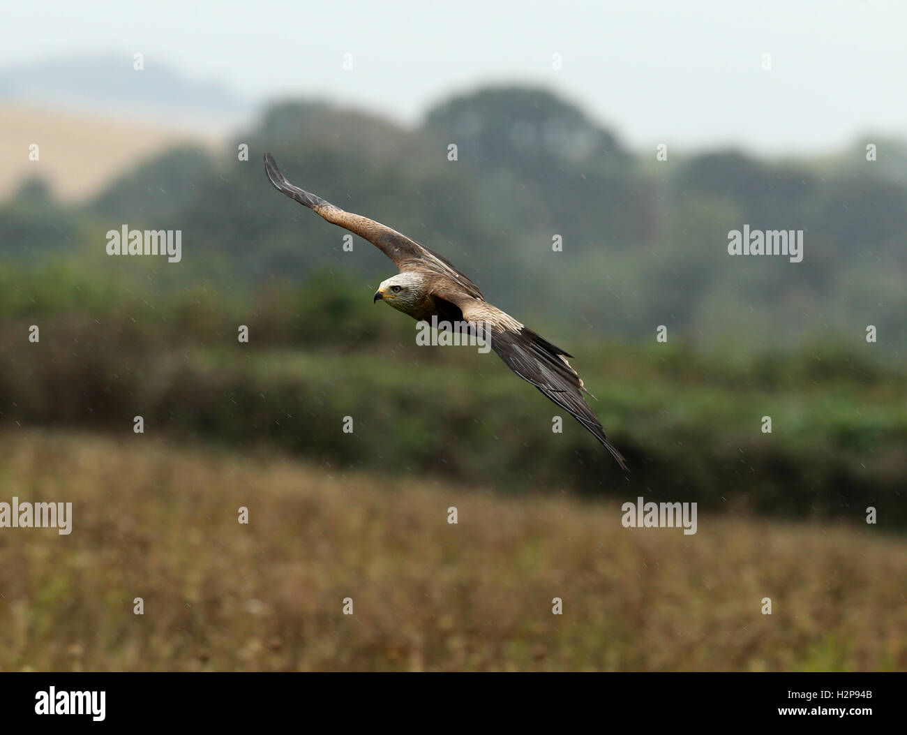 Nahaufnahme von einem Schwarzmilan fliegt über eine Wildblumenwiese im Regen Stockfoto