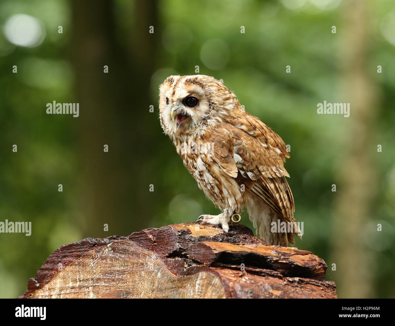 Nahaufnahme von einem Tawny eigenen auf einem Baumstamm in den Wald Stockfoto