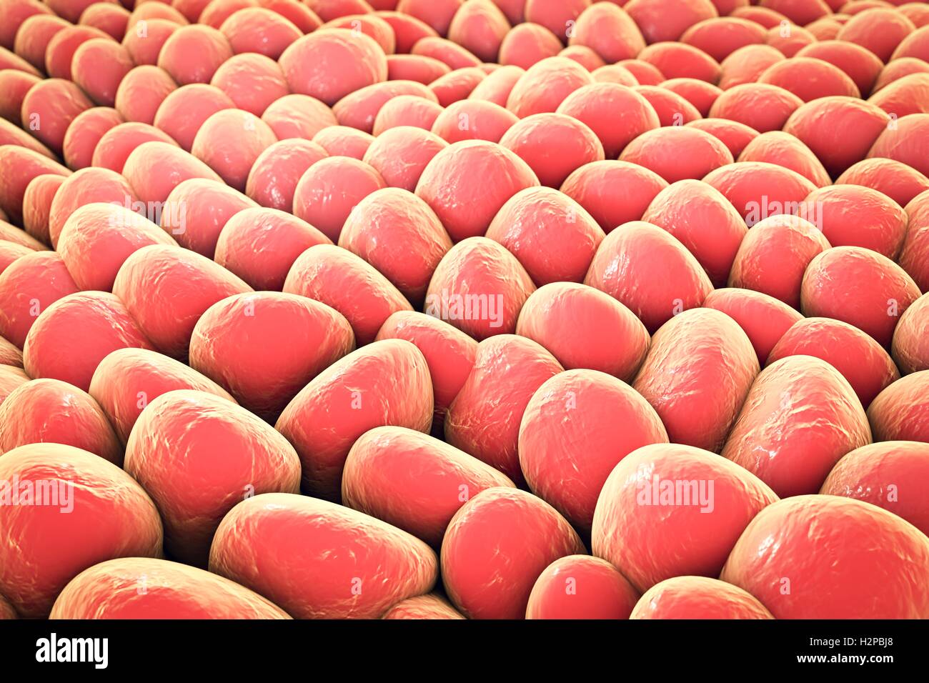 Monolage menschlicher Zellen. Computer Bild, die verwendet werden kann, um Labor Gewebekulturen, menschliche Haut oder Schleimhaut Zellen zu veranschaulichen. Stockfoto