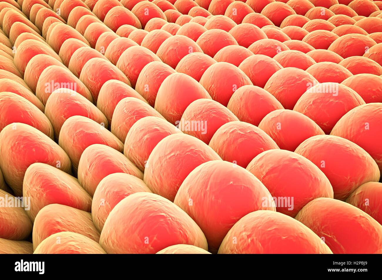 Monolage menschlicher Zellen. Computer Bild, die verwendet werden kann, um Labor Gewebekulturen, menschliche Haut oder Schleimhaut Zellen zu veranschaulichen. Stockfoto