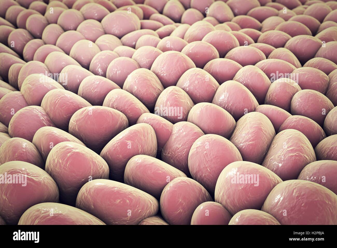 Monolage menschlicher Zellen. Computer Bild, die verwendet werden kann, um Labor Gewebekulturen, menschliche Haut oder Schleimhaut Zellen zu veranschaulichen. Stockfoto