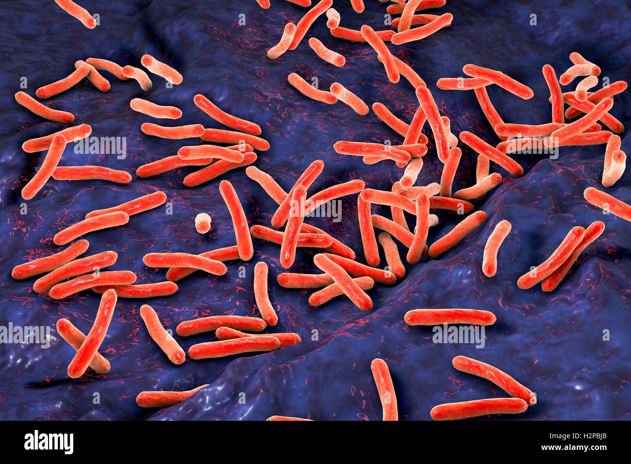 Tuberkulose-Bakterien. Computer Artwork des Mycobacterium-Tuberkulose-Bakterien, die grampositiven stabförmigen Bakterien die Krankheit Tuberkulose verursachen. Stockfoto