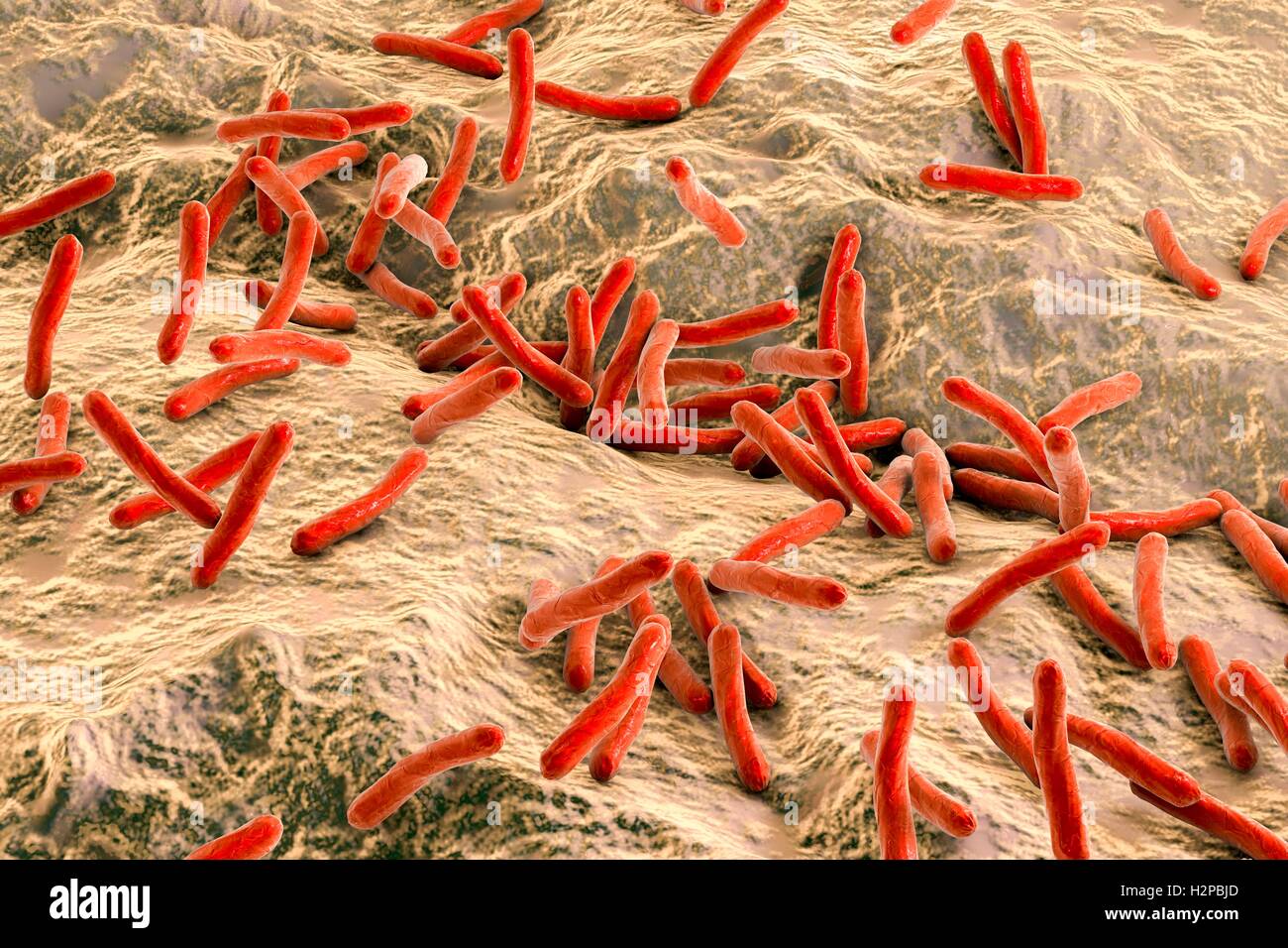 Lepra-Bakterien. Computer Grafik von Mycobacterium Leprae Bakterien, die grampositiven stabförmigen Bakterien die Krankheit Lepra hervorrufen. Stockfoto