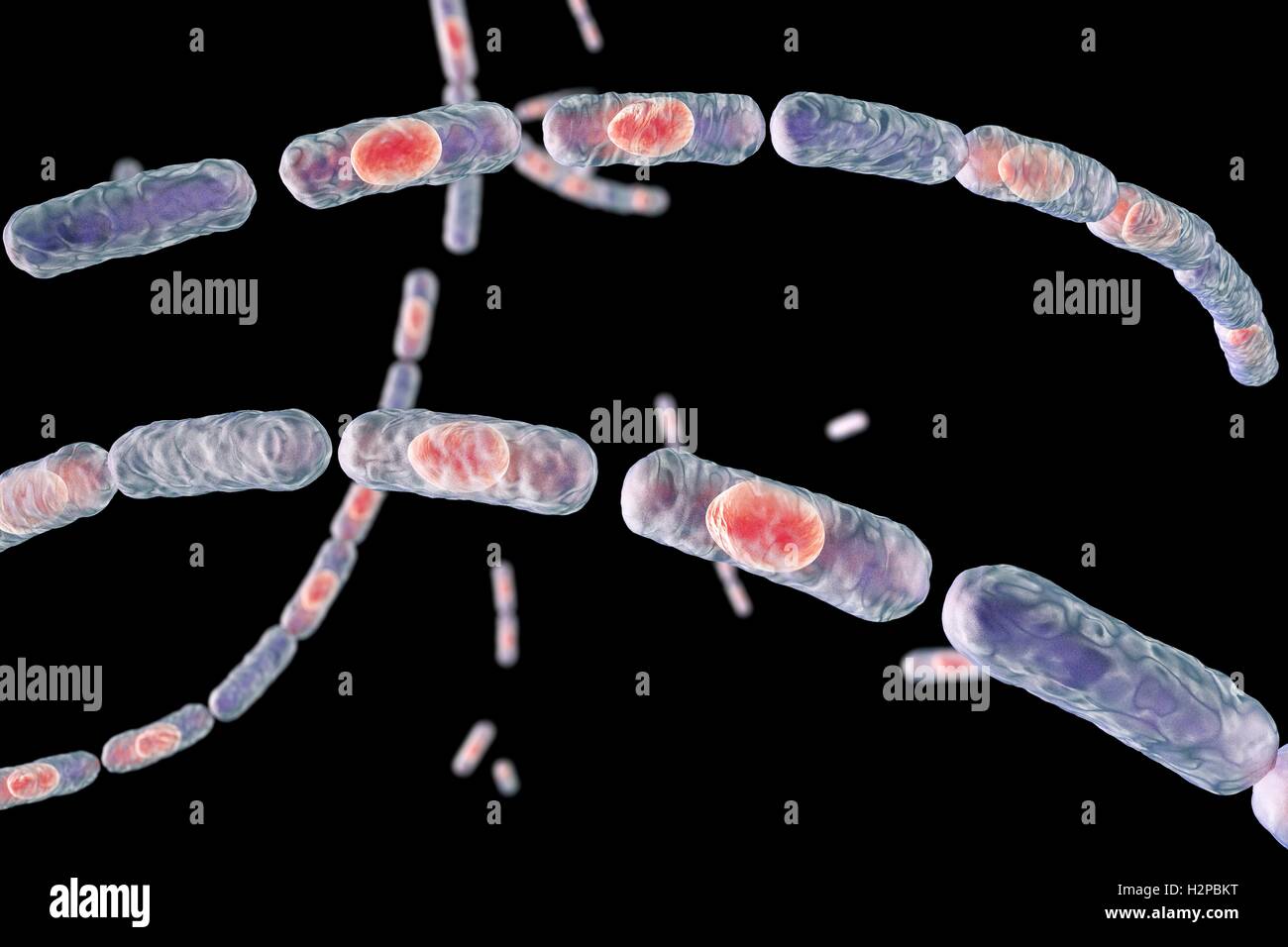 Milzbrandbakterien, Computer Bild. Anthrax-Bakterien (Bacillus Anthracis) sind die Ursache für die Krankheit Milzbrand bei Mensch und Vieh. Sie sind grampositive Spore-produzierenden Bakterien, die in Ketten (Streptobacilli) angeordnet. Viele Zellen haben eine zentrale Spore (rot). Stockfoto