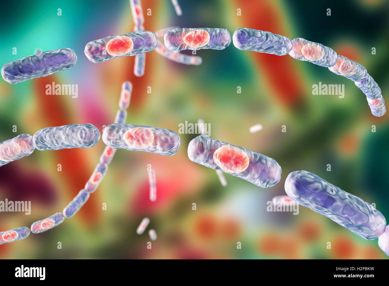 Milzbrandbakterien, Computer Bild. Anthrax-Bakterien (Bacillus Anthracis) sind die Ursache für die Krankheit Milzbrand bei Mensch und Vieh. Sie sind grampositive Spore-produzierenden Bakterien, die in Ketten (Streptobacilli) angeordnet. Viele Zellen haben eine zentrale Spore (rot). Stockfoto