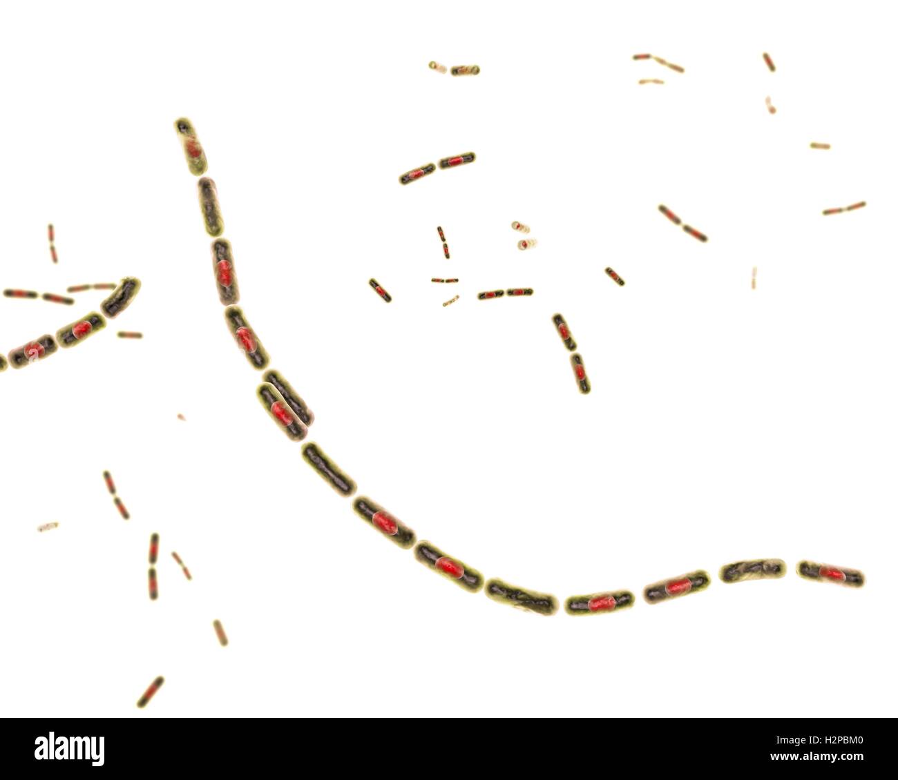 Milzbrandbakterien, Computer Bild. Anthrax-Bakterien (Bacillus Anthracis) sind die Ursache für die Krankheit Milzbrand bei Mensch und Vieh. Sie sind grampositive Spore-produzierenden Bakterien, die in Ketten (Streptobacilli) angeordnet. Viele Zellen haben eine zentrale Spore (rot). Stockfoto