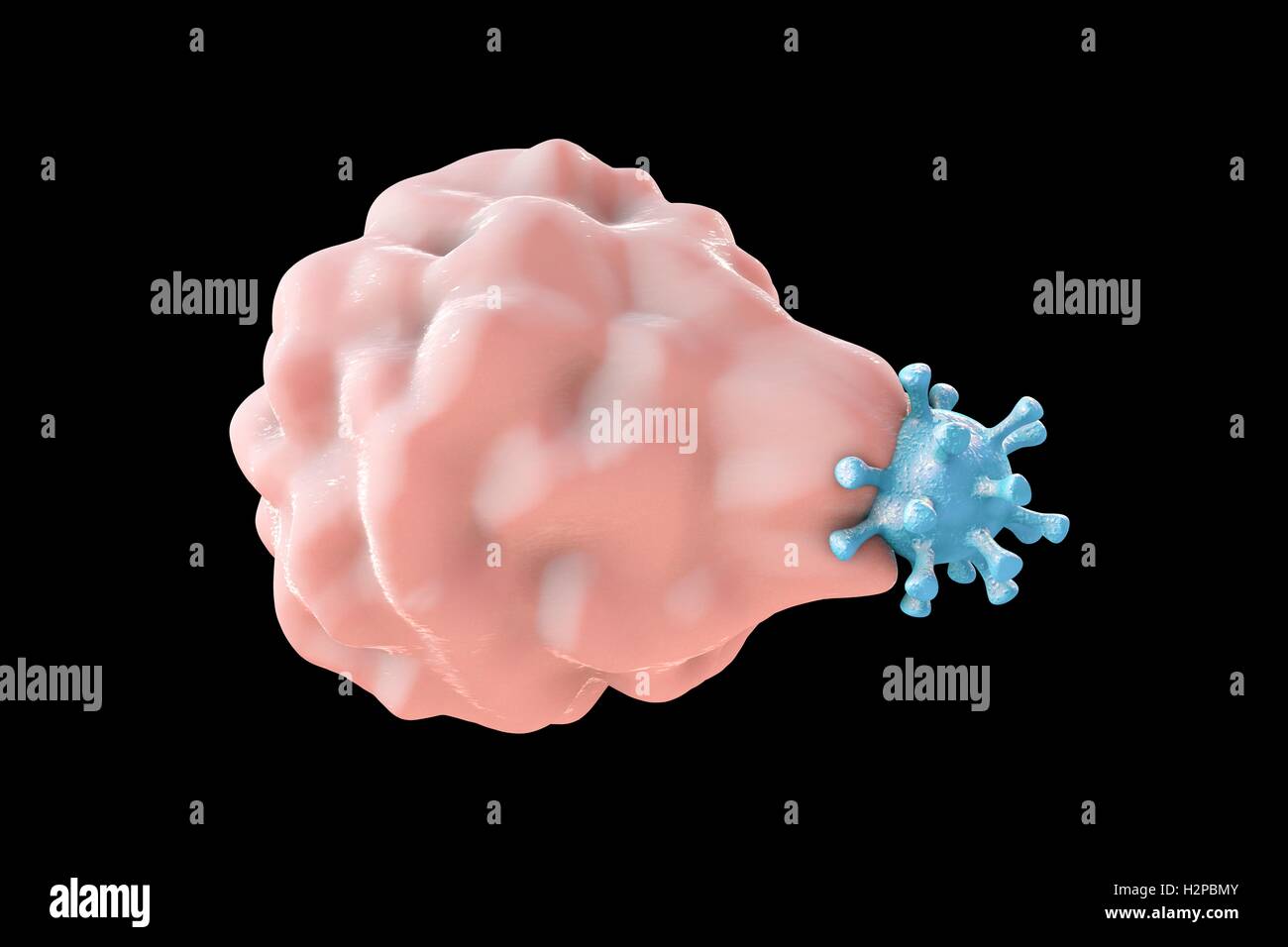 Computer Bild der Phagozytose-ähnliche Aufnahme eines Virus von einer Wirtszelle; die erste Stufe der viralen Infektion der Wirtszelle. Diese Art von viralen Eintrag ist charakteristisch für einige Viren, wie Herpes-Simplex-Virus, die sowohl professionelle infizieren können Stockfoto