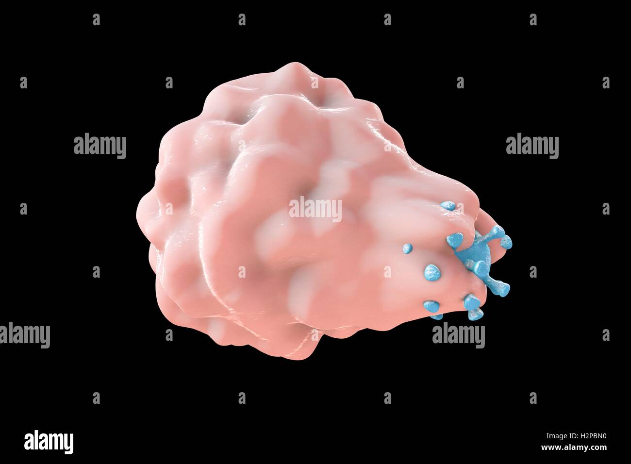 Computer Bild der Phagozytose-ähnliche Aufnahme eines Virus von einer Wirtszelle; die erste Stufe der viralen Infektion der Wirtszelle. Diese Art von viralen Eintrag ist charakteristisch für einige Viren, wie Herpes-Simplex-Virus, die sowohl professionelle infizieren können Stockfoto