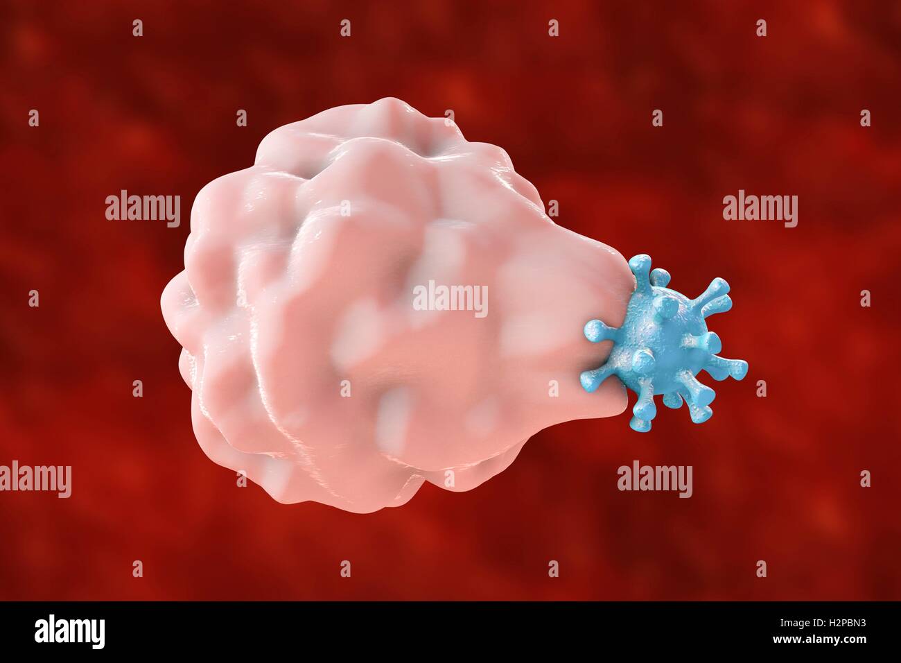 Datierung mit herpes simplex 1